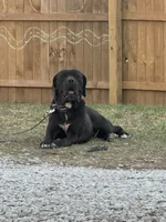 Zara, a  Cane Corso for sale in Saint Joseph, MO – Photo 3 of 3
