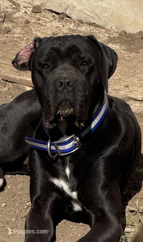 Zara – Cane Corso puppy for sale in Saint Joseph, MO