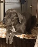 Zara, a  Cane Corso for sale in Saint Joseph, MO – Photo 2 of 3