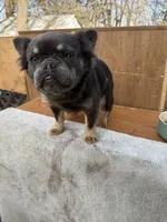 Gizmo, a male French Bulldog for sale in Saint Joseph, MO – Photo 1 of 8