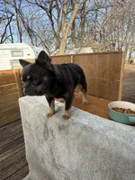 Gizmo, a male French Bulldog for sale in Saint Joseph, MO – Photo 3 of 8