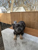 Gizmo, a male French Bulldog for sale in Saint Joseph, MO – Photo 4 of 8