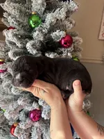 Hades Christmas ready pup, a male Cane Corso for sale in Saint Joseph, MO – Photo 8 of 10
