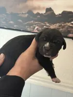 Hades Christmas ready pup, a male Cane Corso for sale in Saint Joseph, MO – Photo 10 of 10