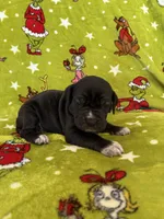 Hades Christmas ready pup, a male Cane Corso for sale in Saint Joseph, MO – Photo 1 of 10
