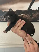 Hades Christmas ready pup, a male Cane Corso for sale in Saint Joseph, MO – Photo 9 of 10