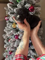 Hades Christmas ready pup, a male Cane Corso for sale in Saint Joseph, MO – Photo 3 of 10