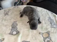 Moonstone EASTER PUPPIES , a female Cane Corso for sale in Saint Joseph, MO – Photo 5 of 5