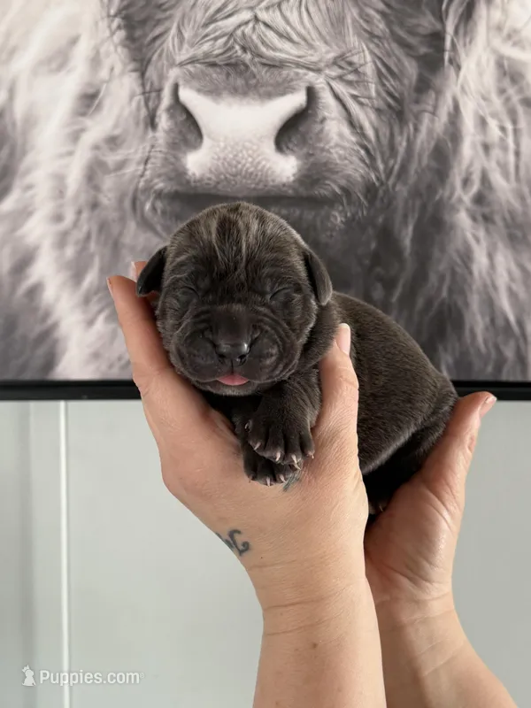 Moonstone EASTER PUPPIES 