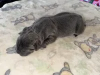 Moonstone EASTER PUPPIES , a female Cane Corso for sale in Saint Joseph, MO – Photo 4 of 5