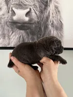 Moonstone EASTER PUPPIES , a female Cane Corso for sale in Saint Joseph, MO – Photo 3 of 5