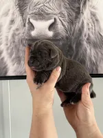 Moonstone EASTER PUPPIES , a female Cane Corso for sale in Saint Joseph, MO – Photo 2 of 5