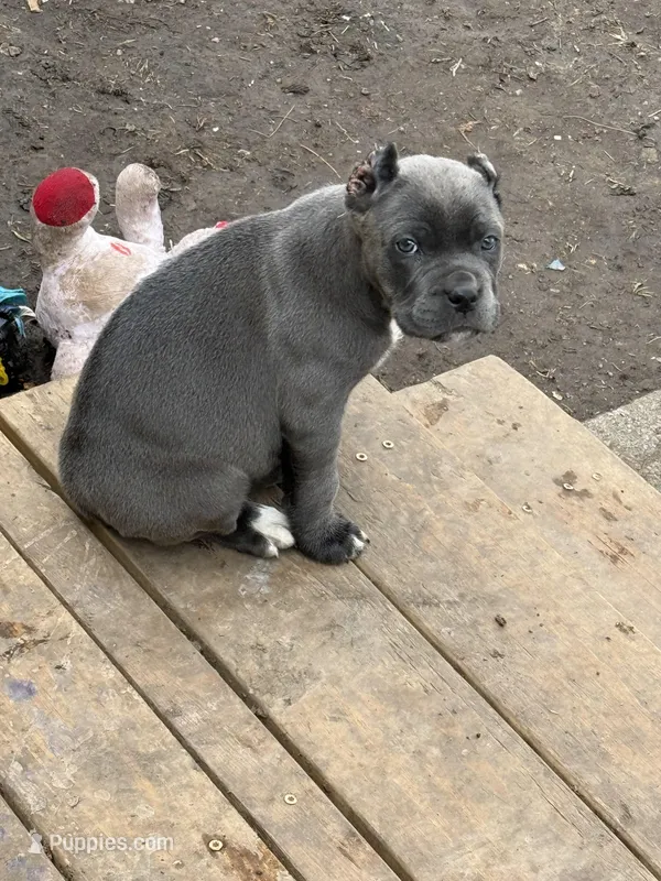 KarmaEASTER PUPPIES – Cane Corso puppy for sale in Saint Joseph, MO