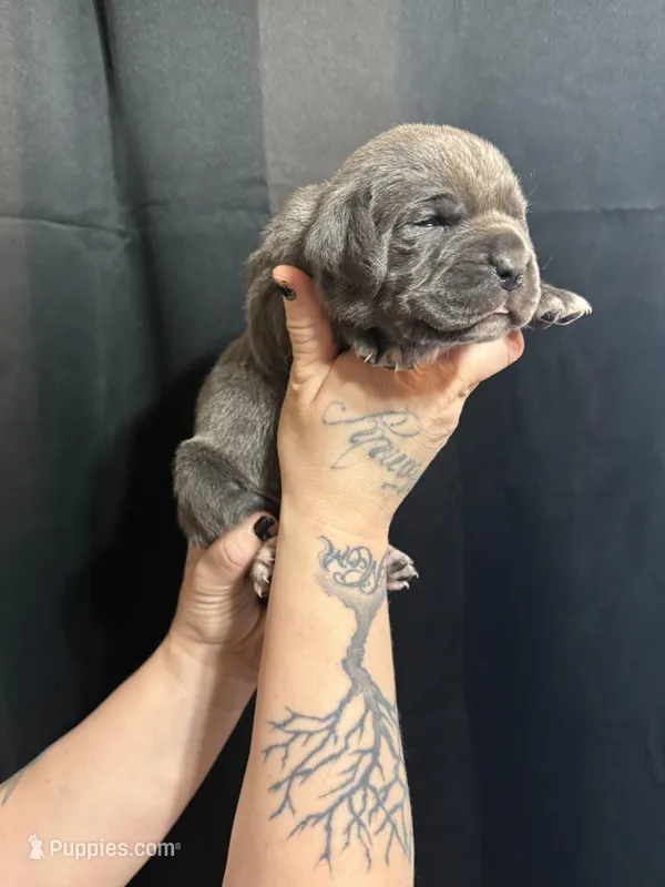 Jelly bean EASTER PUPPIES