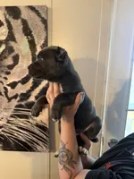 KarmaEASTER PUPPIES, a female Cane Corso for sale in Saint Joseph, MO – Photo 5 of 9