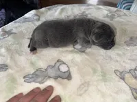 Jelly bean EASTER PUPPIES, a female Cane Corso for sale in Saint Joseph, MO – Photo 3 of 4