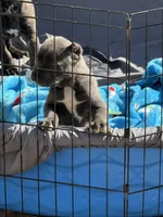KarmaEASTER PUPPIES, a female Cane Corso for sale in Saint Joseph, MO – Photo 4 of 9