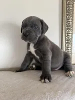 KarmaEASTER PUPPIES, a female Cane Corso for sale in Saint Joseph, MO – Photo 8 of 9