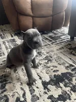 KarmaEASTER PUPPIES, a female Cane Corso for sale in Saint Joseph, MO – Photo 2 of 9