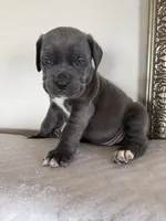 KarmaEASTER PUPPIES, a female Cane Corso for sale in Saint Joseph, MO – Photo 9 of 9