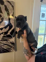 KarmaEASTER PUPPIES, a female Cane Corso for sale in Saint Joseph, MO – Photo 6 of 9