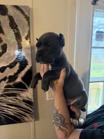 KarmaEASTER PUPPIES, a female Cane Corso for sale in Saint Joseph, MO – Photo 7 of 9