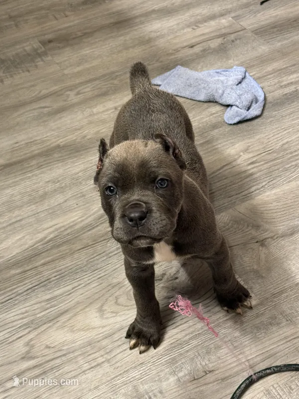 KarmaEASTER PUPPIES – Cane Corso puppy for sale in Saint Joseph, MO