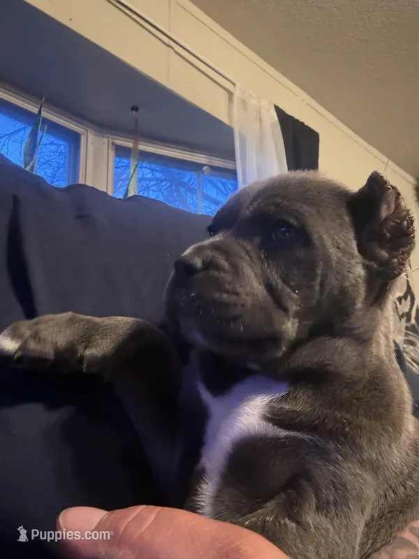 KarmaEASTER PUPPIES, a female Cane Corso for sale in Saint Joseph, MO – Photo 1 of 9