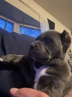 KarmaEASTER PUPPIES, a female Cane Corso for sale in Saint Joseph, MO – Photo 1 of 9