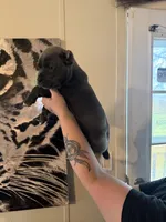 KarmaEASTER PUPPIES, a female Cane Corso for sale in Saint Joseph, MO – Photo 8 of 9