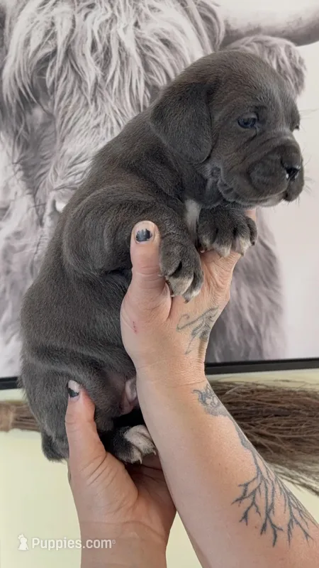 Jelly bean EASTER PUPPIES – Cane Corso puppy for sale in Saint Joseph, MO
