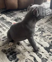 KarmaEASTER PUPPIES, a female Cane Corso for sale in Saint Joseph, MO – Photo 3 of 9