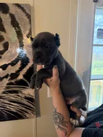 KarmaEASTER PUPPIES, a female Cane Corso for sale in Saint Joseph, MO – Photo 3 of 9