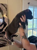 KarmaEASTER PUPPIES, a female Cane Corso for sale in Saint Joseph, MO – Photo 9 of 9