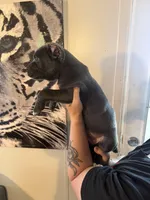 KarmaEASTER PUPPIES, a female Cane Corso for sale in Saint Joseph, MO – Photo 4 of 9