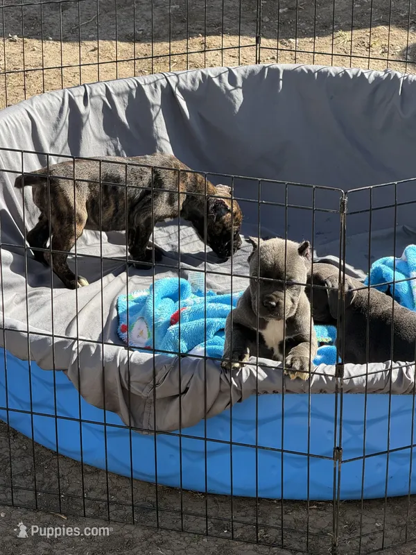 KarmaEASTER PUPPIES – Cane Corso puppy for sale in Saint Joseph, MO