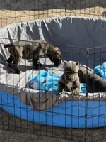 KarmaEASTER PUPPIES, a female Cane Corso for sale in Saint Joseph, MO – Photo 6 of 9
