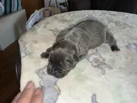 Jelly bean EASTER PUPPIES, a female Cane Corso for sale in Saint Joseph, MO – Photo 4 of 4