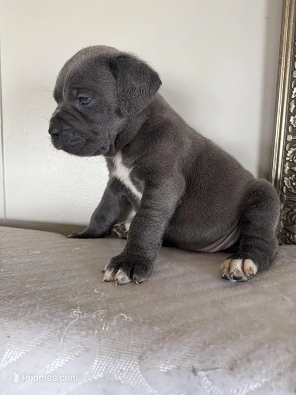 Jelly bean EASTER PUPPIES – Cane Corso puppy for sale in Saint Joseph, MO