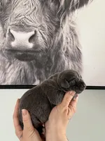 Sky EASTER PUPPIES, a female Cane Corso for sale in Saint Joseph, MO – Photo 3 of 5