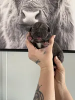 Sky EASTER PUPPIES, a female Cane Corso for sale in Saint Joseph, MO – Photo 1 of 5