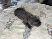 Sky EASTER PUPPIES, a female Cane Corso for sale in Saint Joseph, MO – Photo 5 of 5