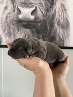 Sky EASTER PUPPIES, a female Cane Corso for sale in Saint Joseph, MO – Photo 2 of 5