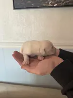 Willow Christmas ready puppy, a female Cane Corso for sale in Saint Joseph, MO – Photo 6 of 8