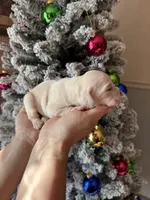 Willow Christmas ready puppy, a female Cane Corso for sale in Saint Joseph, MO – Photo 2 of 8