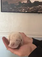 Willow Christmas ready puppy, a female Cane Corso for sale in Saint Joseph, MO – Photo 8 of 8