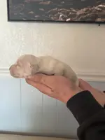 Willow Christmas ready puppy, a female Cane Corso for sale in Saint Joseph, MO – Photo 7 of 8