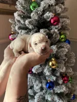 Willow Christmas ready puppy, a female Cane Corso for sale in Saint Joseph, MO – Photo 3 of 8