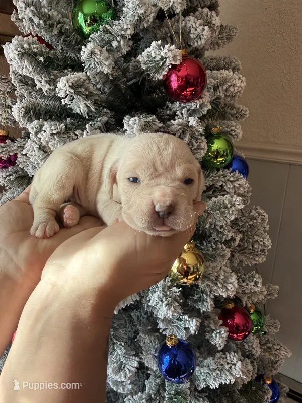Willow Christmas ready puppy