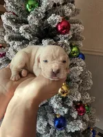 Willow Christmas ready puppy, a female Cane Corso for sale in Saint Joseph, MO – Photo 1 of 8